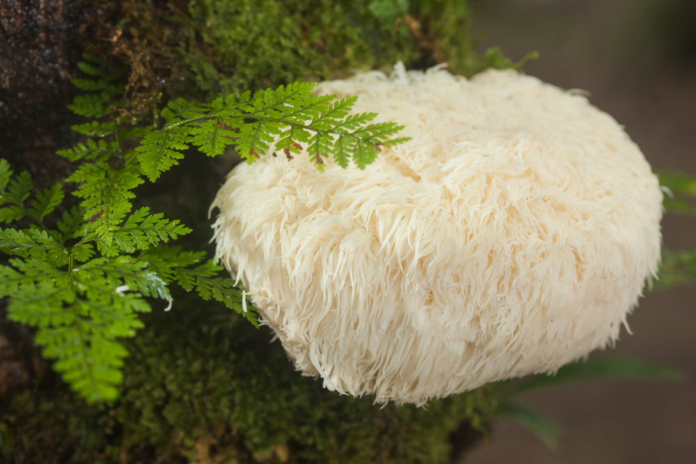 Lion's Mane